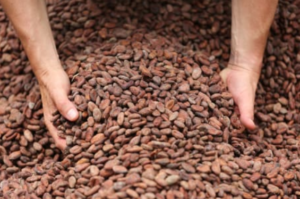 Cómo limpiar los granos de cacao – Use Cocoa winnower. Los fabricantes chinos te dicen